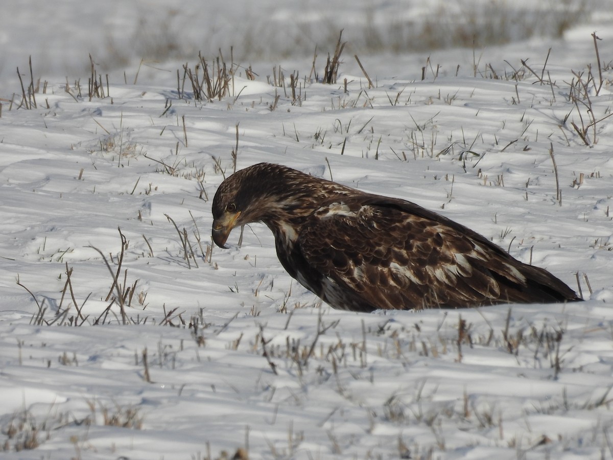 Bald Eagle - ML646656508