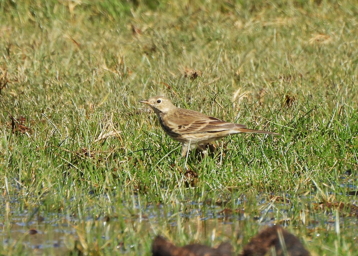 American Pipit - ML646656509
