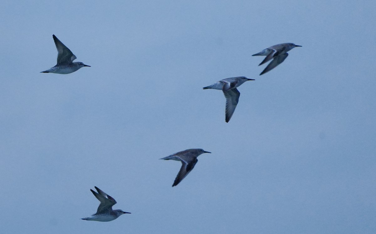 Txirri lodia - ML646656511