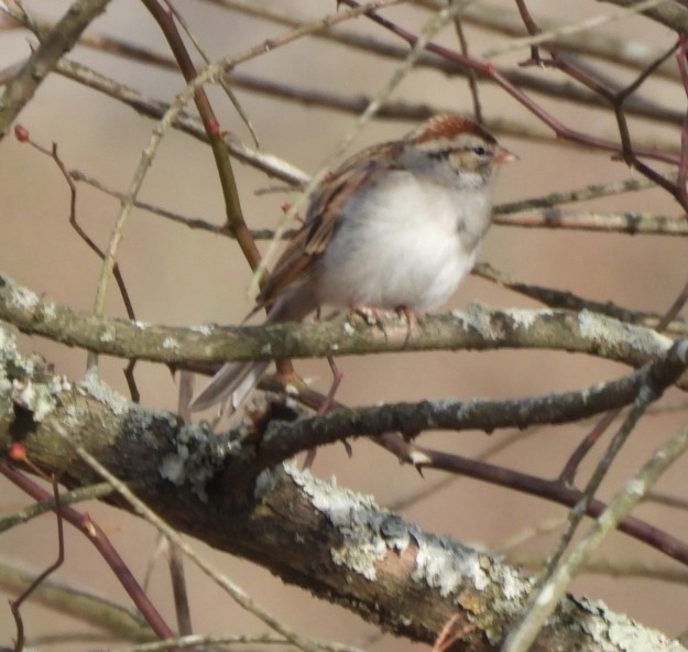 Chipping Sparrow - ML646656513