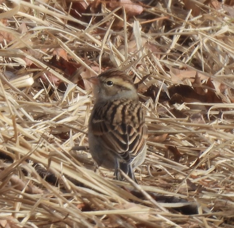 Chipping Sparrow - ML646656514