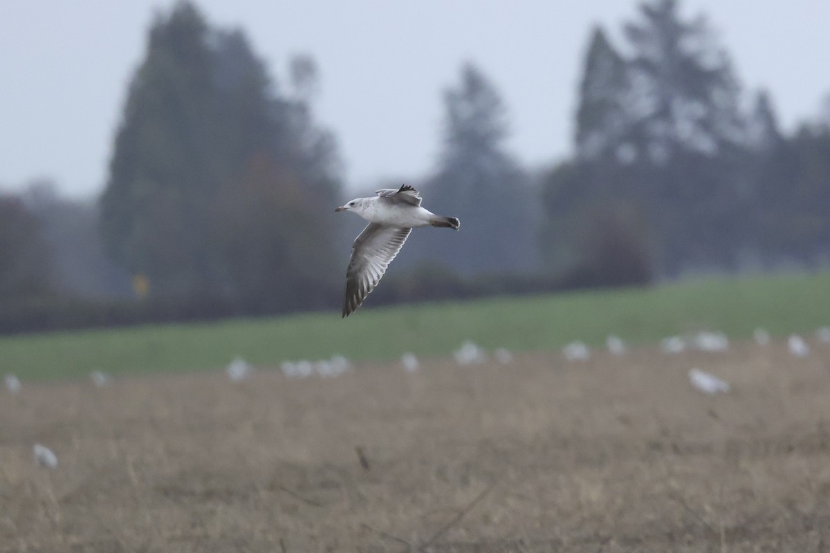 Ring-billed Gull - ML646656515