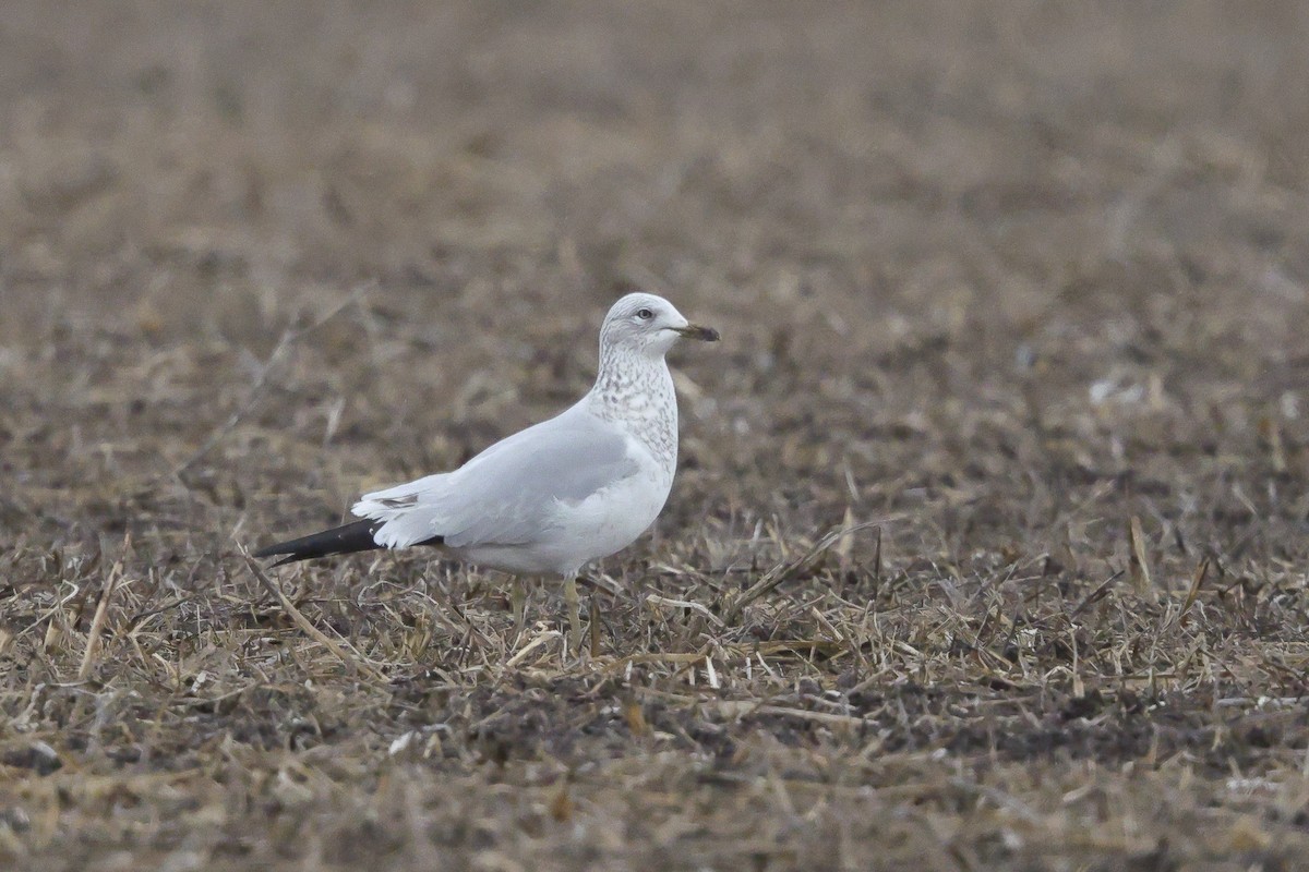 Ring-billed Gull - ML646656516