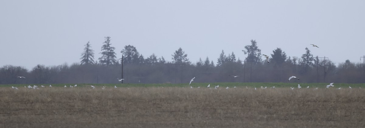 Ring-billed Gull - ML646656517