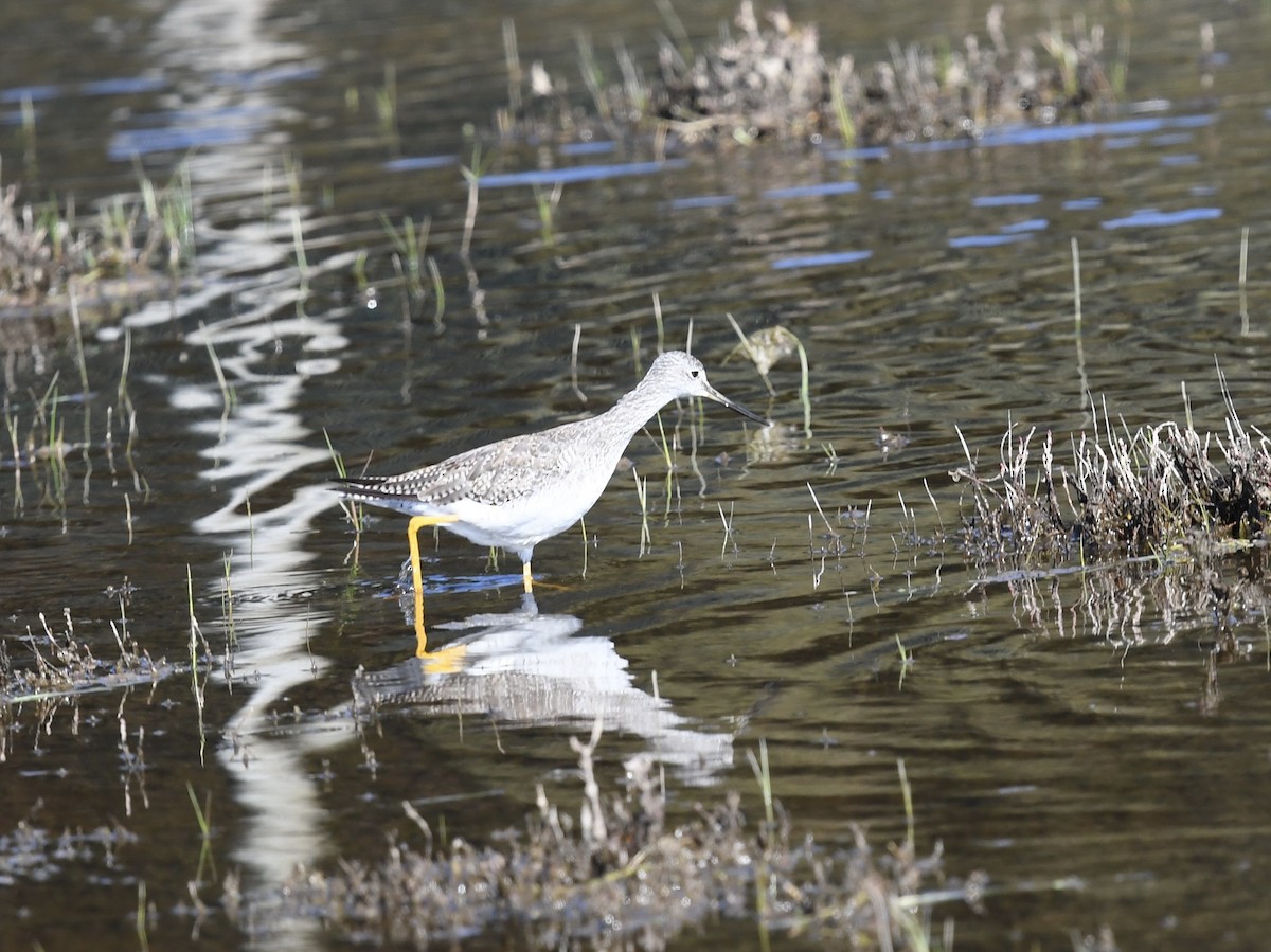 Greater Yellowlegs - ML646656518