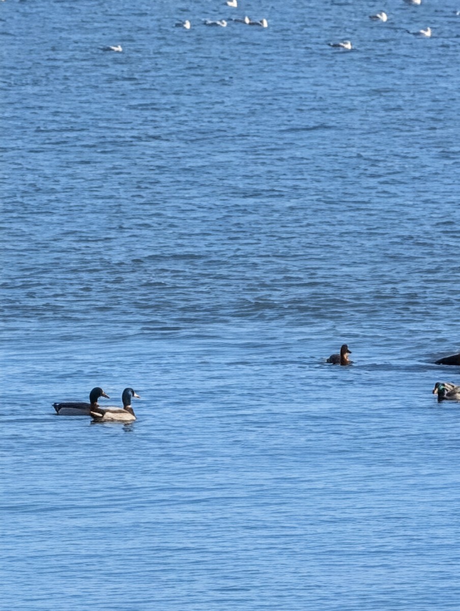 Mallard - ML646656519