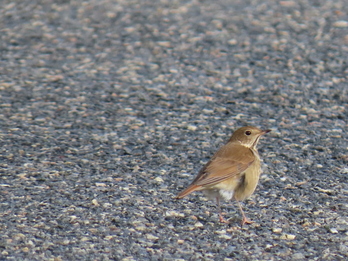 Hermit Thrush - ML646656521