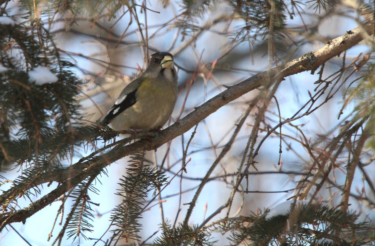 Кіпаль жовтобровий - ML646656522