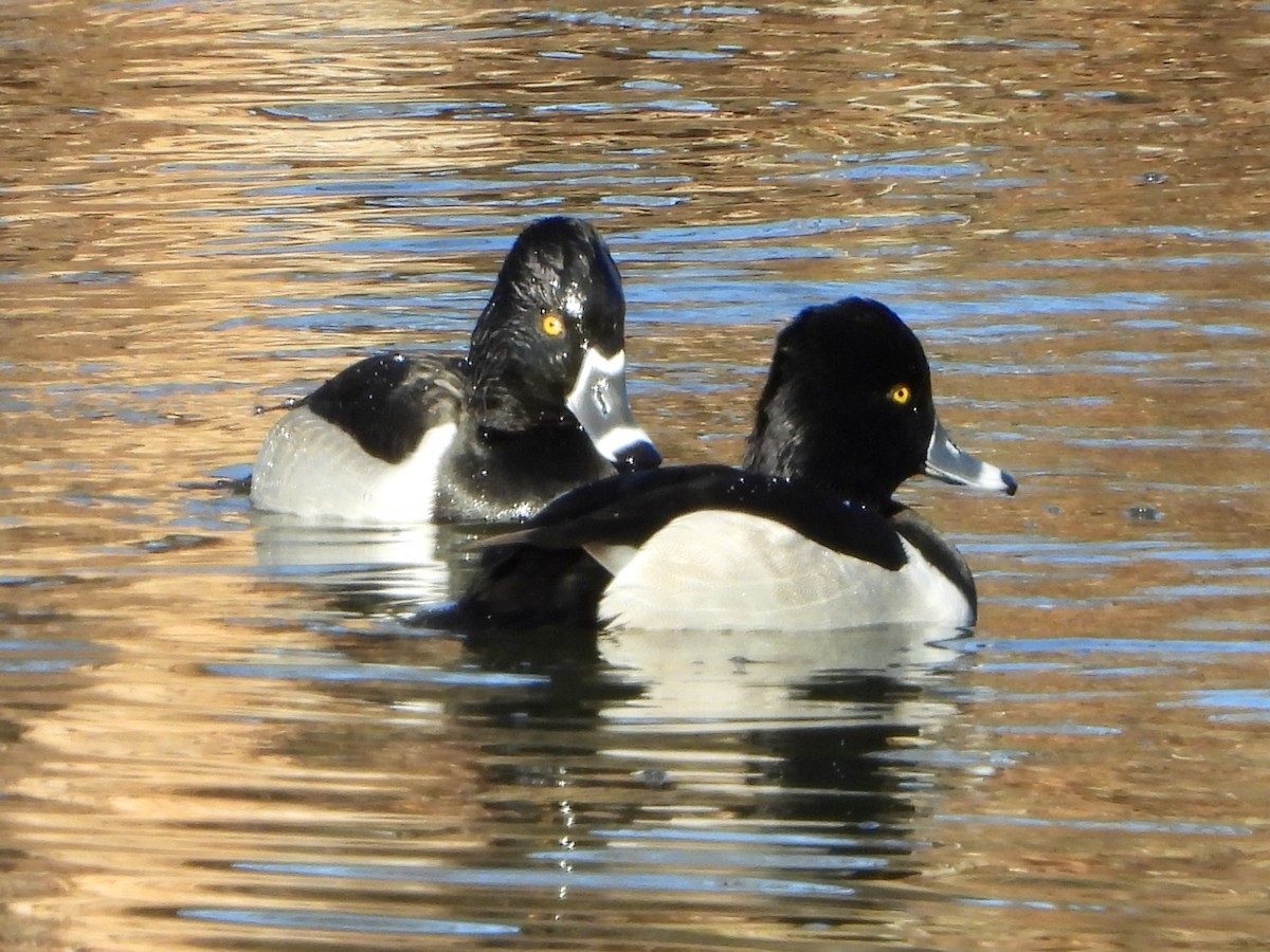 polák proužkozobý - ML646656523