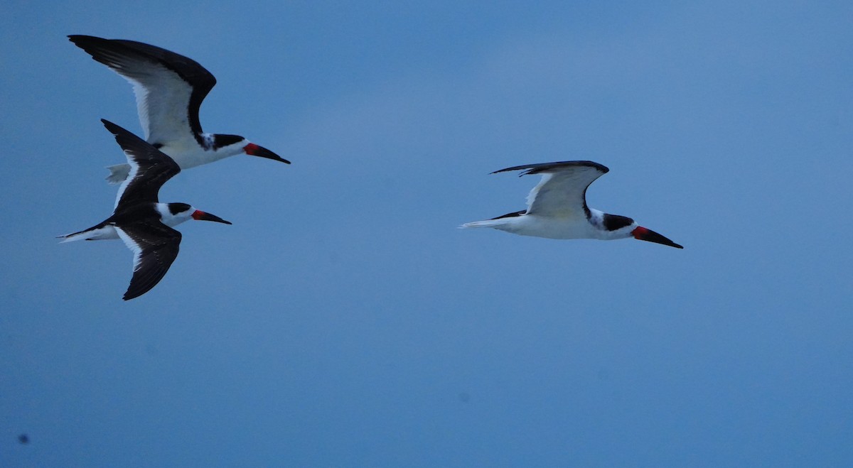 Aizturmoko amerikarra - ML646656526