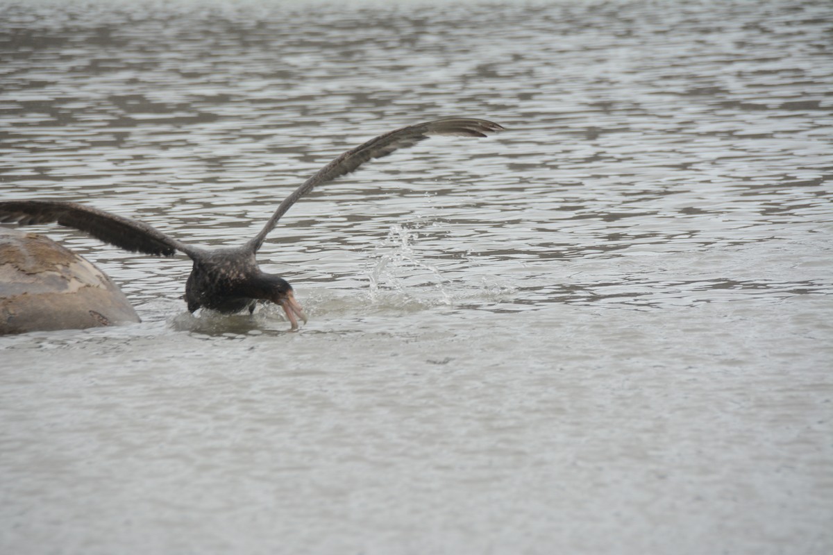 Southern Giant-Petrel - ML646656527
