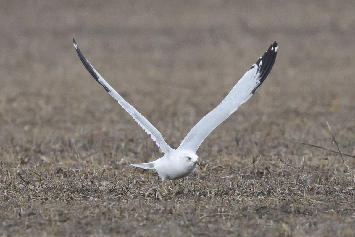 Ring-billed Gull - ML646656528