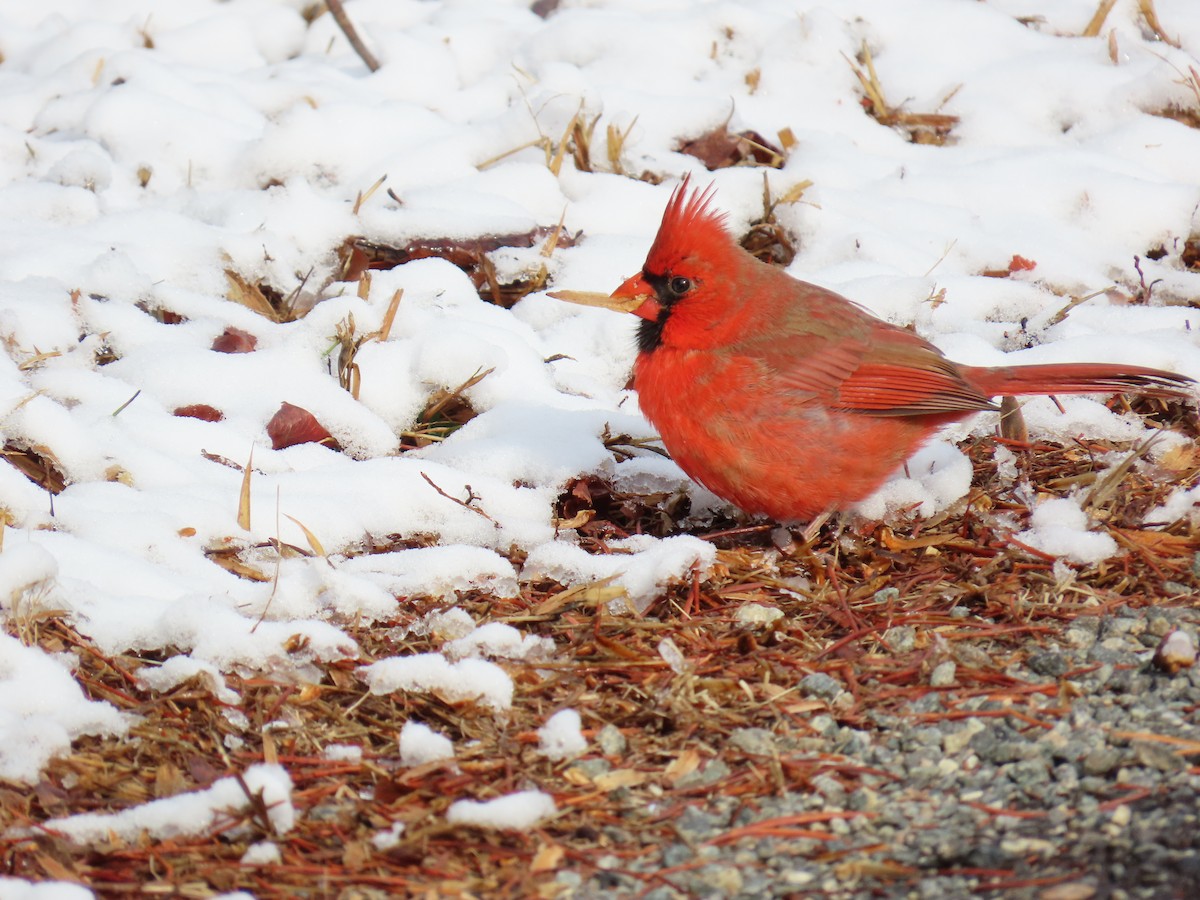 Northern Cardinal - ML646656529