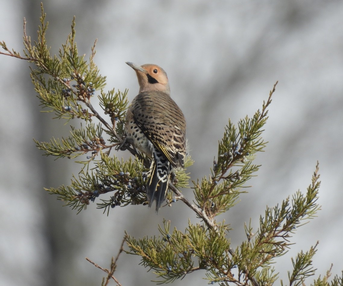 Northern Flicker - ML646656530