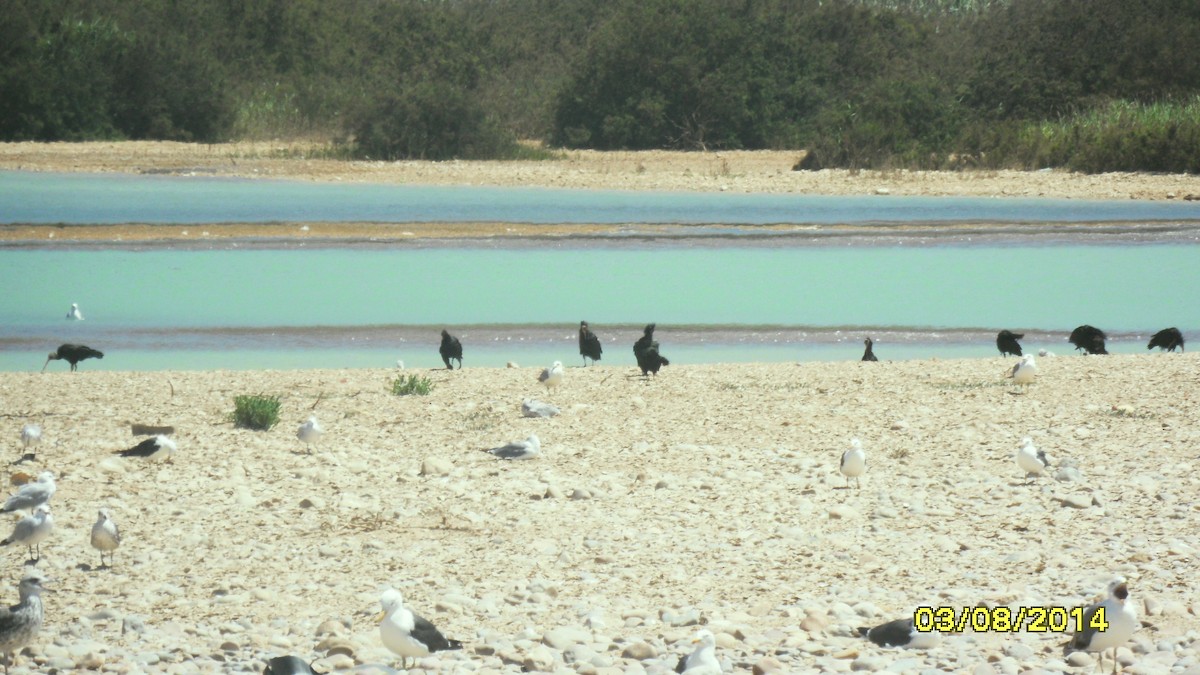 Gaviota Sombría - ML646656532