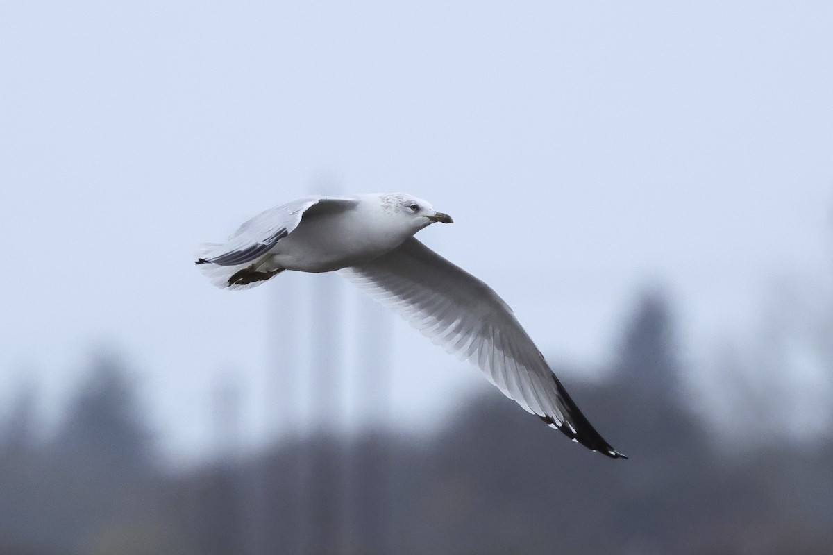 Ring-billed Gull - ML646656533