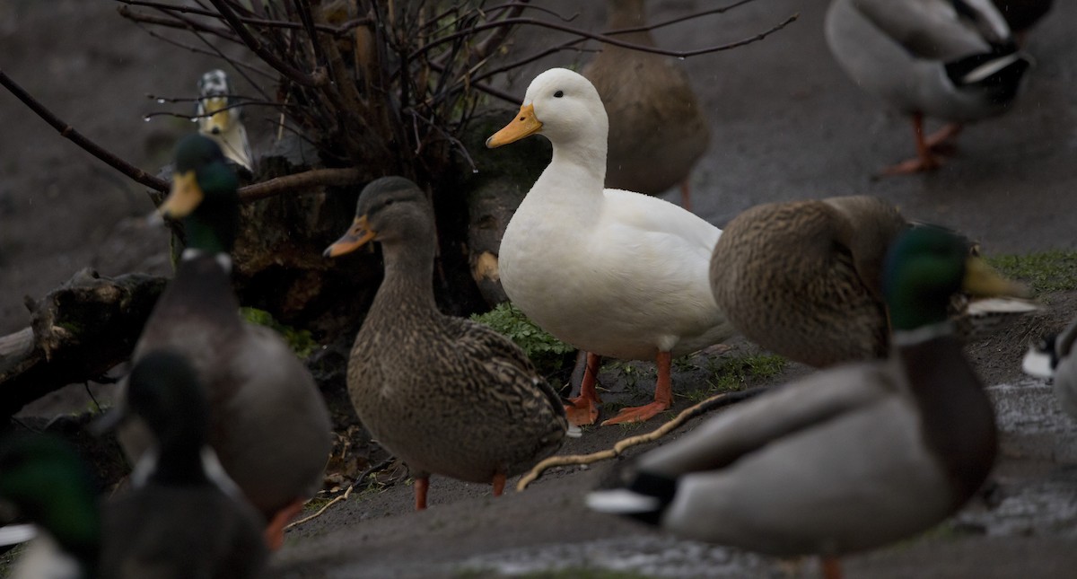 Mallard (Domestic type) - ML646656534