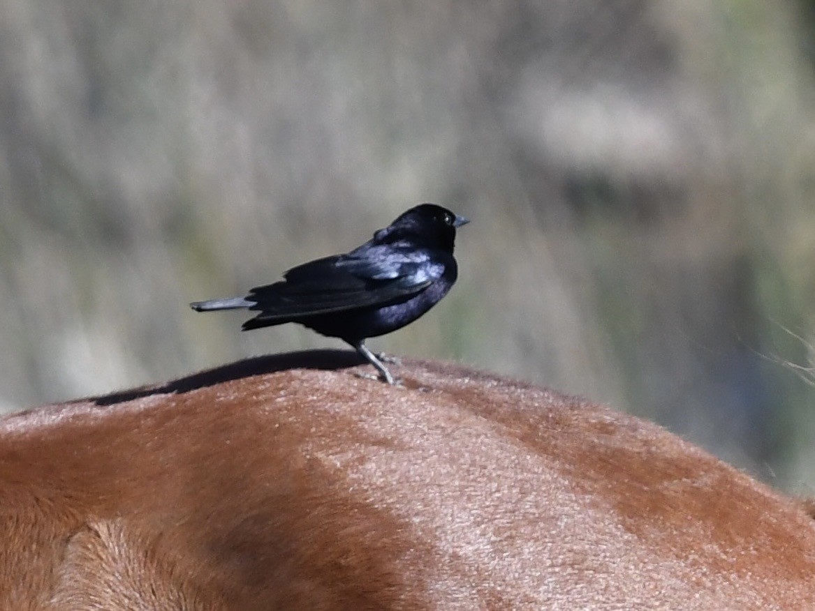Shiny Cowbird - ML646656535