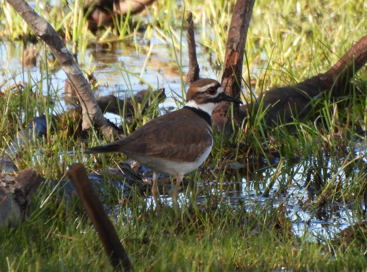 Killdeer - ML646656536