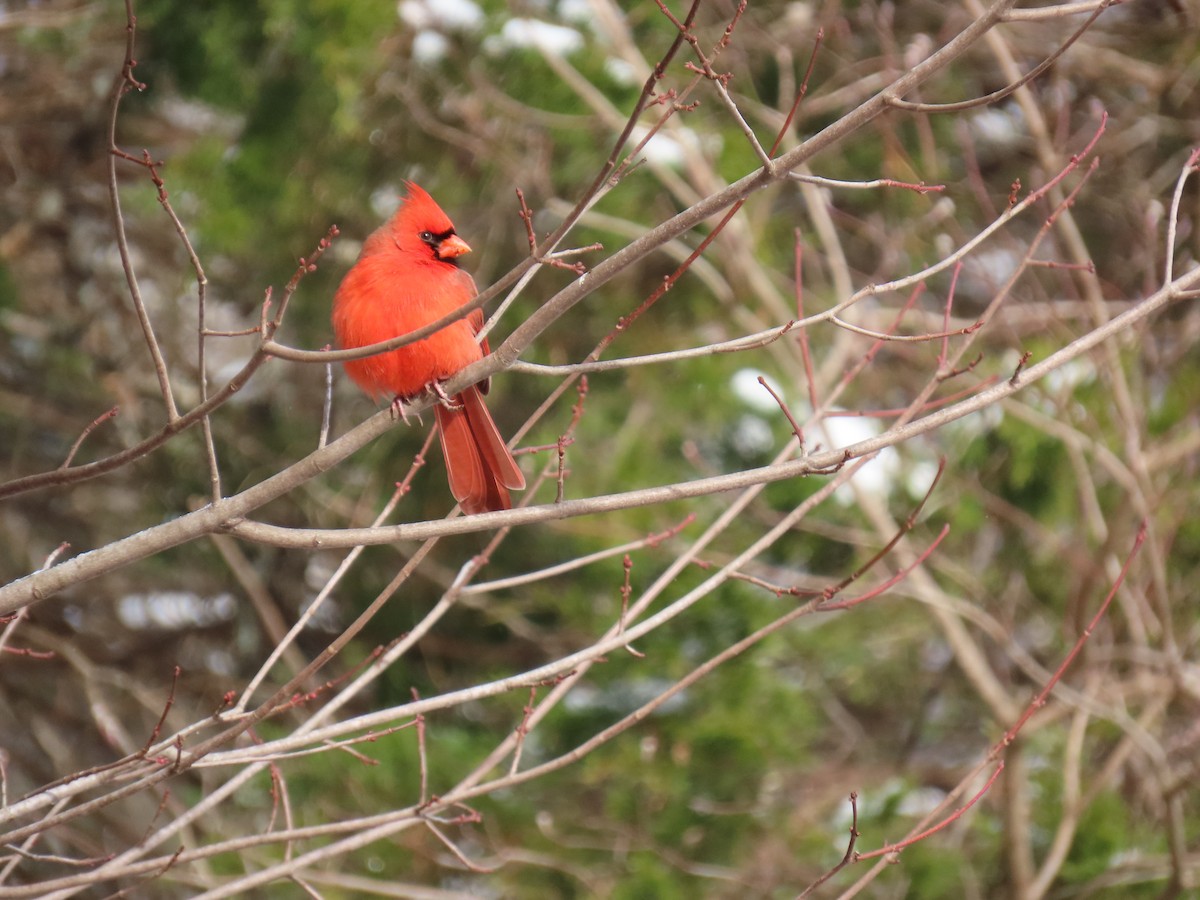 Northern Cardinal - ML646656537