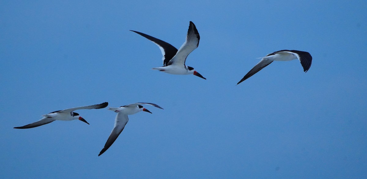 Aizturmoko amerikarra - ML646656538