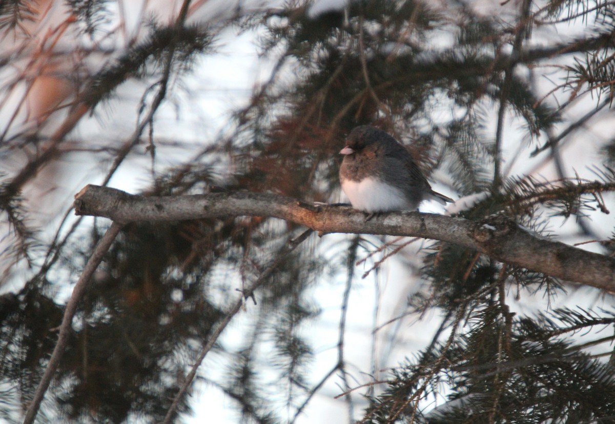 Юнко сірий - ML646656541
