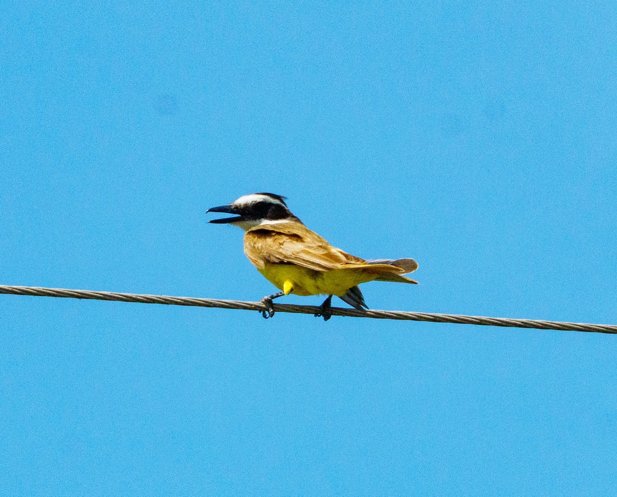 Great Kiskadee - ML646656542