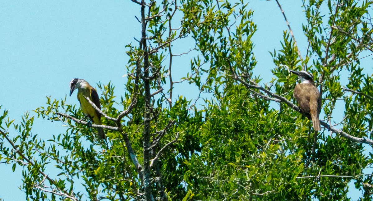 Great Kiskadee - ML646656543