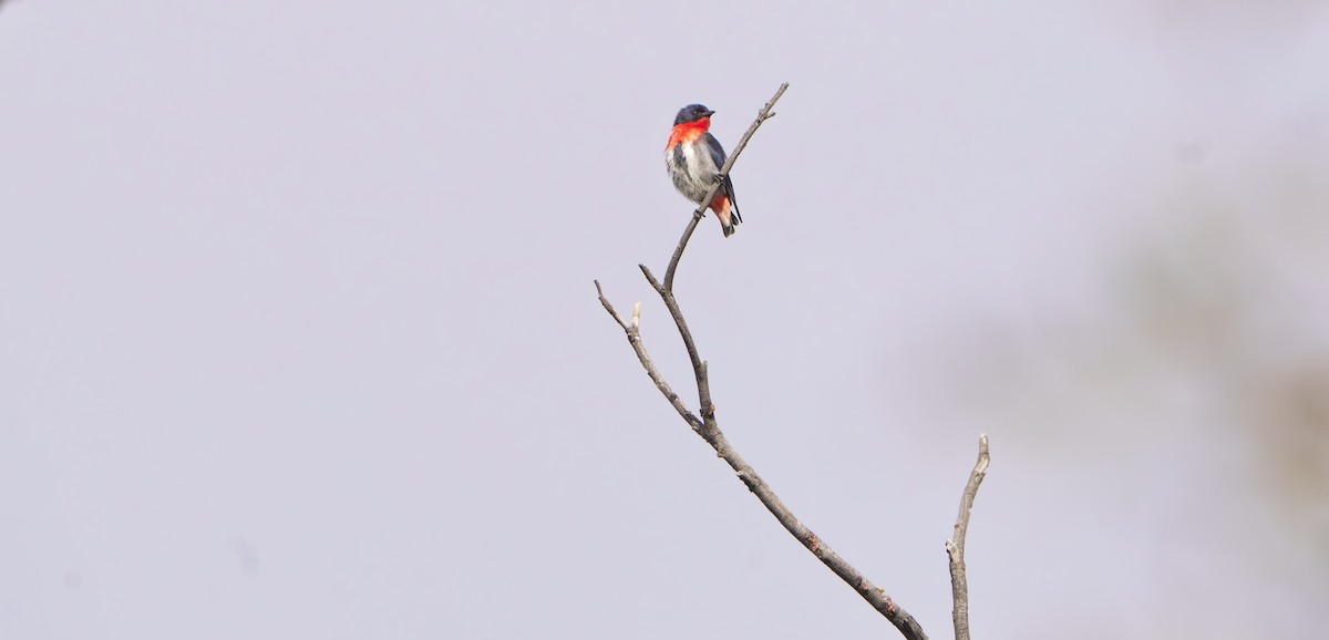 Mistletoebird - ML646656544