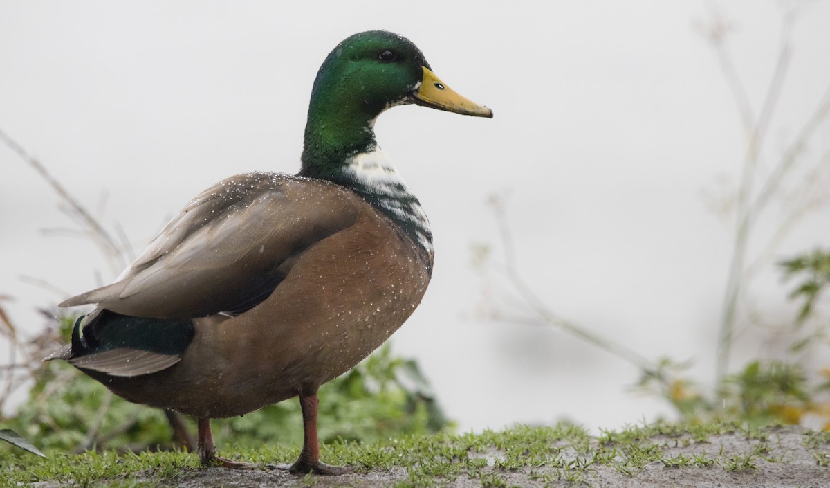Mallard (Domestic type) - ML646656546