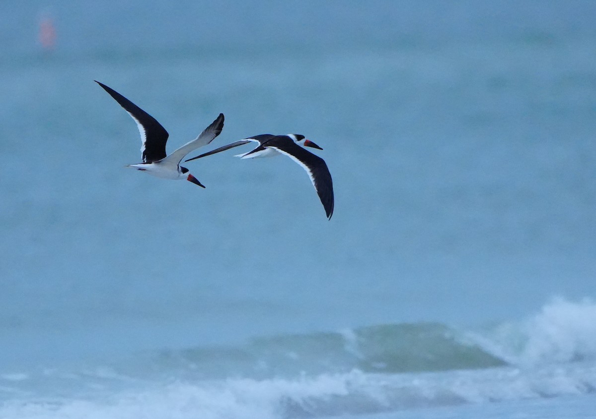 Aizturmoko amerikarra - ML646656547