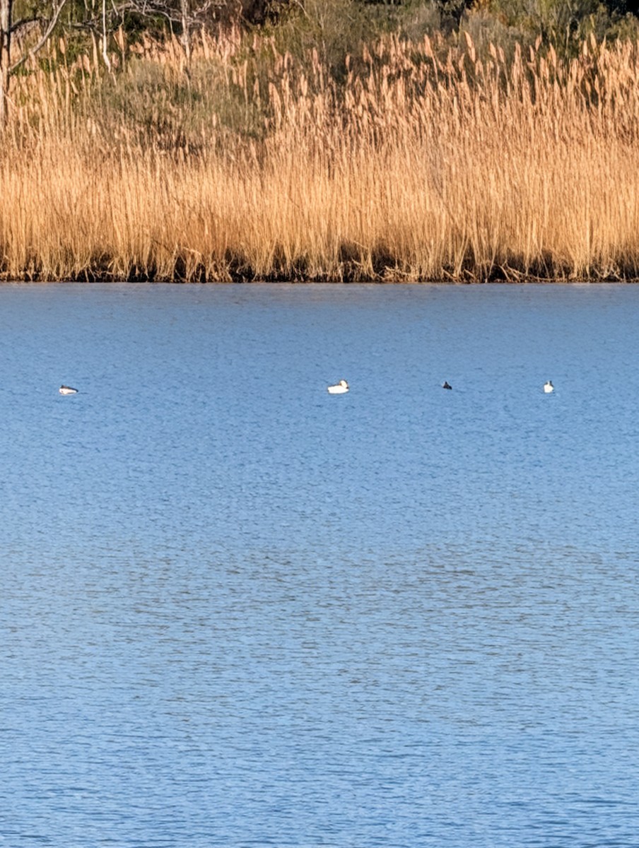 Bufflehead - ML646656548