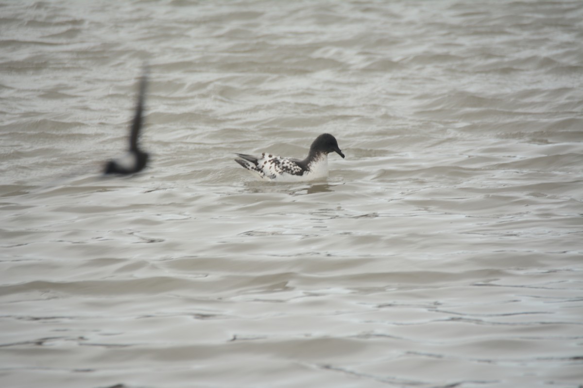 Pintado Petrel - ML646656549