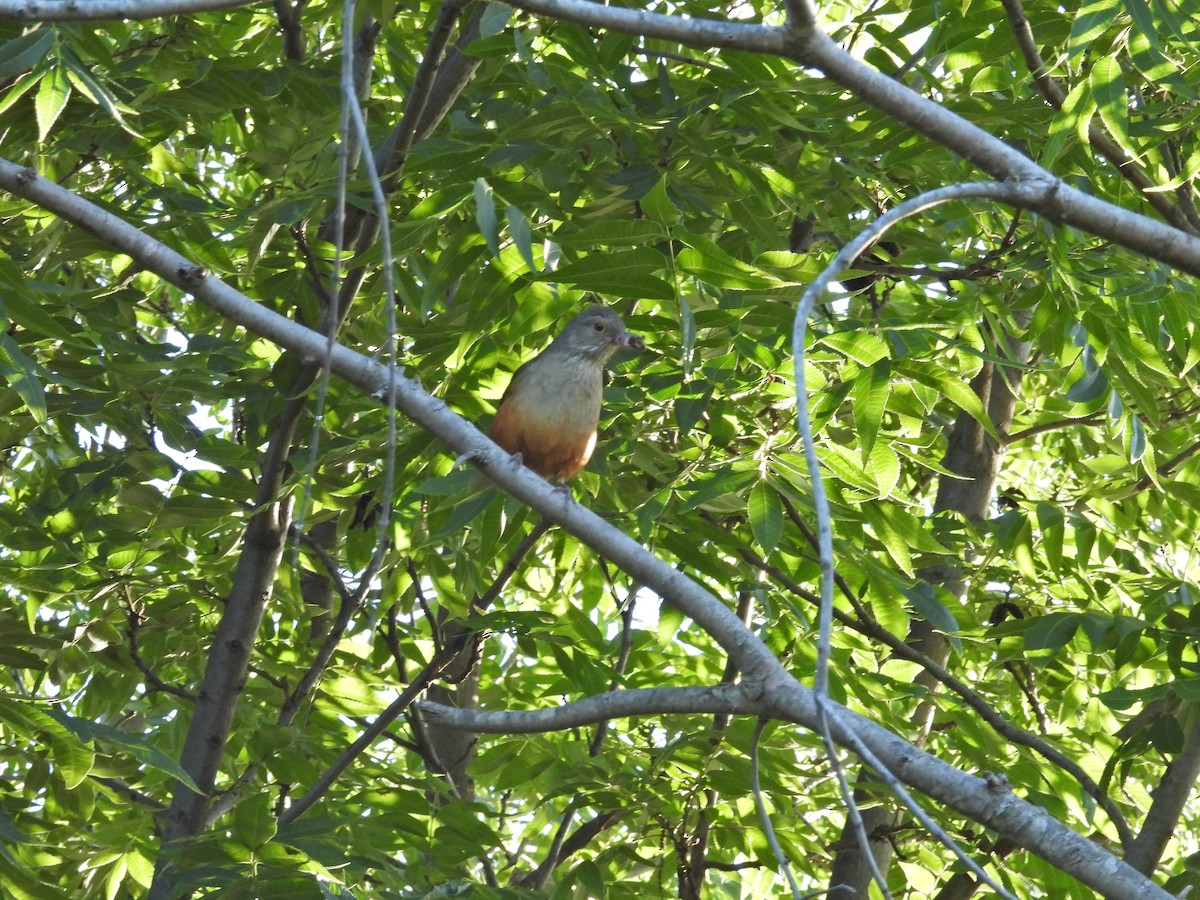 ナンベイコマツグミ - ML646656551