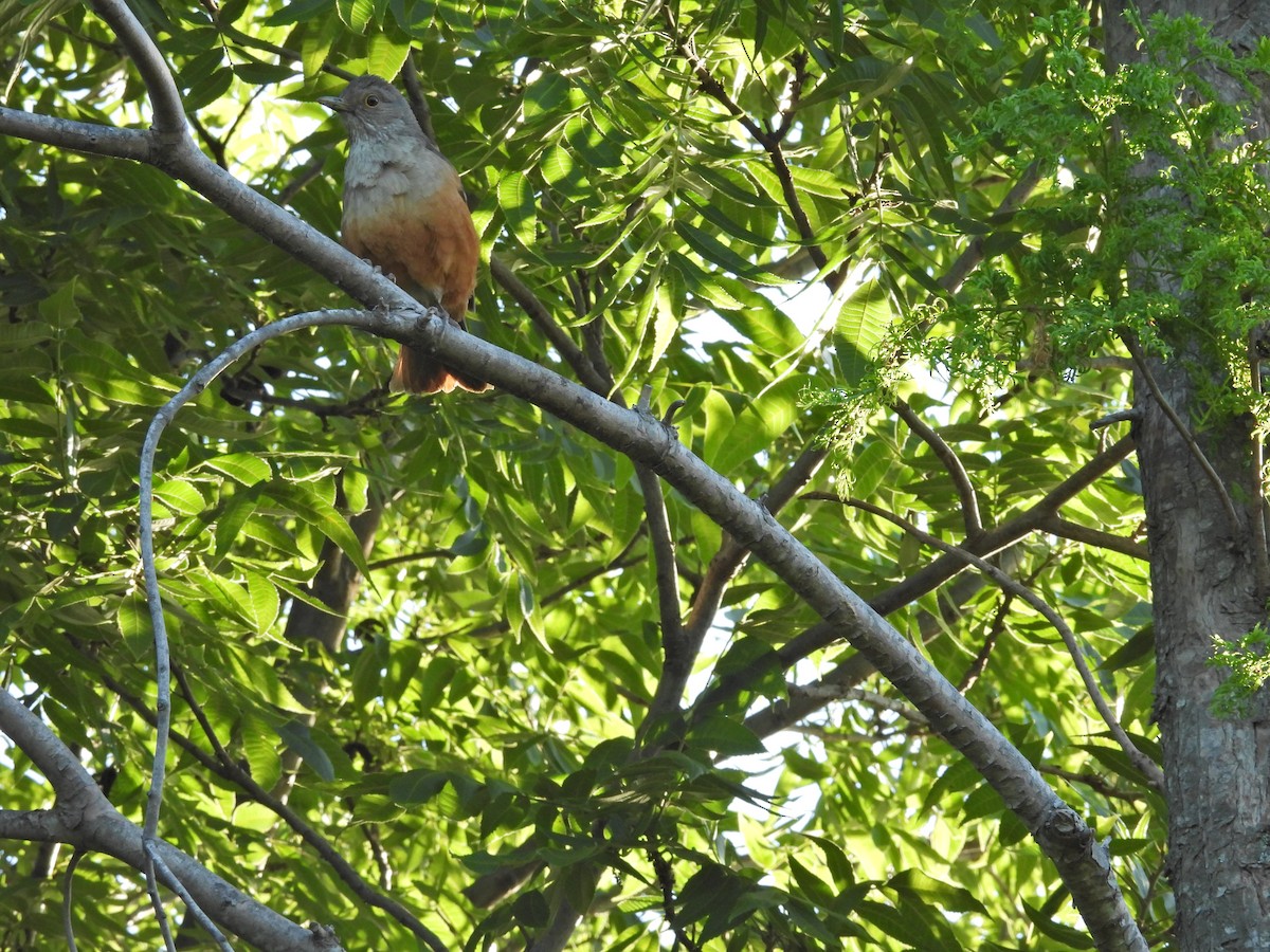 ナンベイコマツグミ - ML646656552