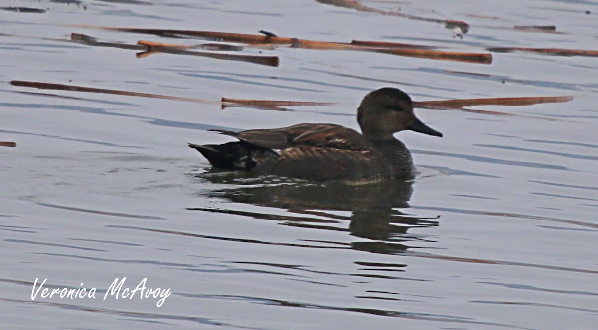 Gadwall - ML646656553