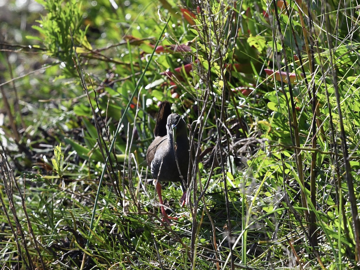 Plumbeous Rail - ML646656558
