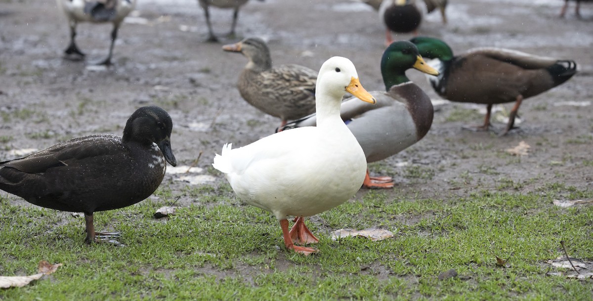 Mallard (Domestic type) - ML646656559