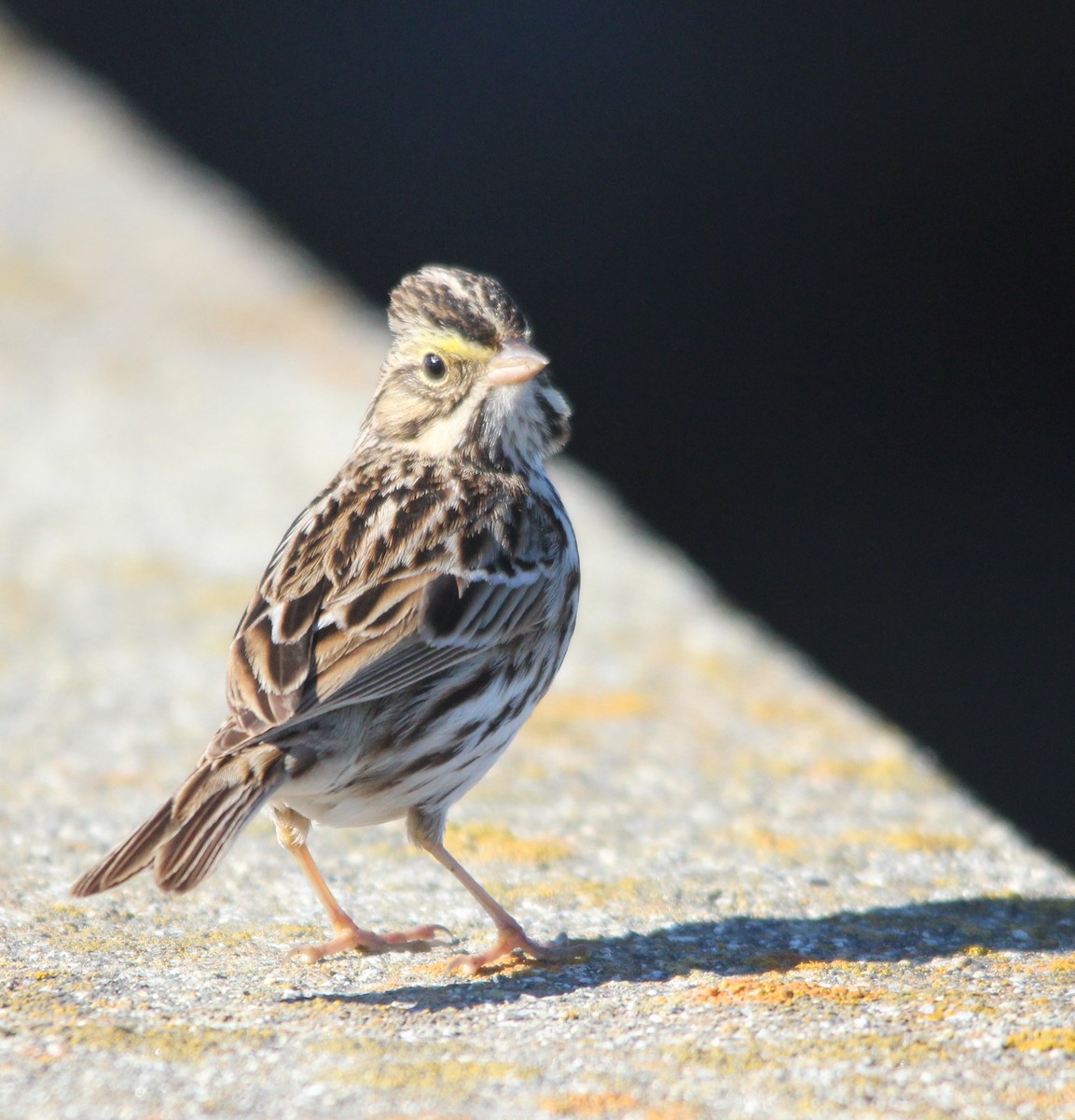 Пасовник савановий - ML646656560