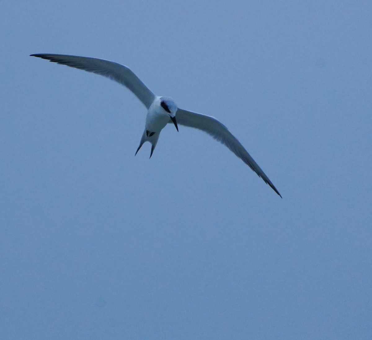 Forster txenada - ML646656561