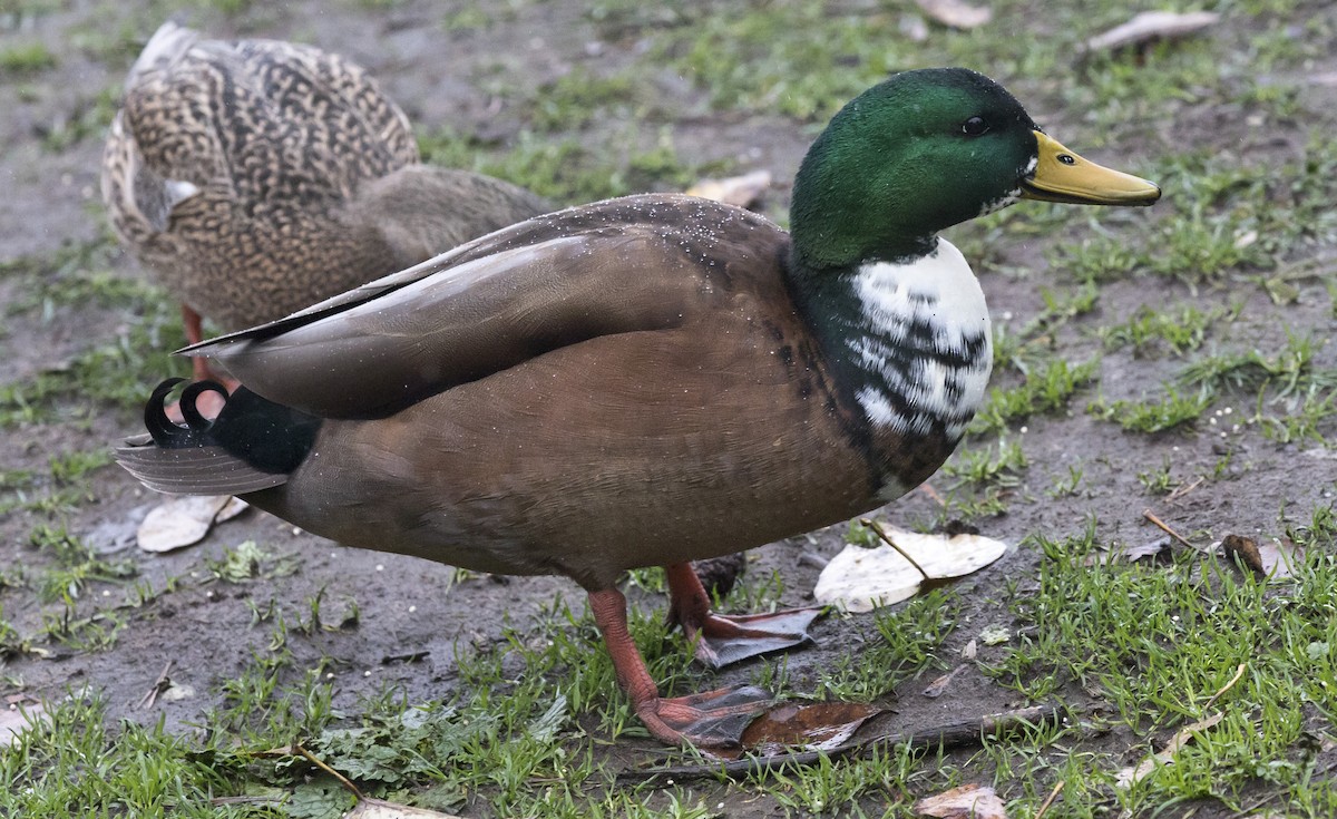 Mallard (Domestic type) - ML646656563