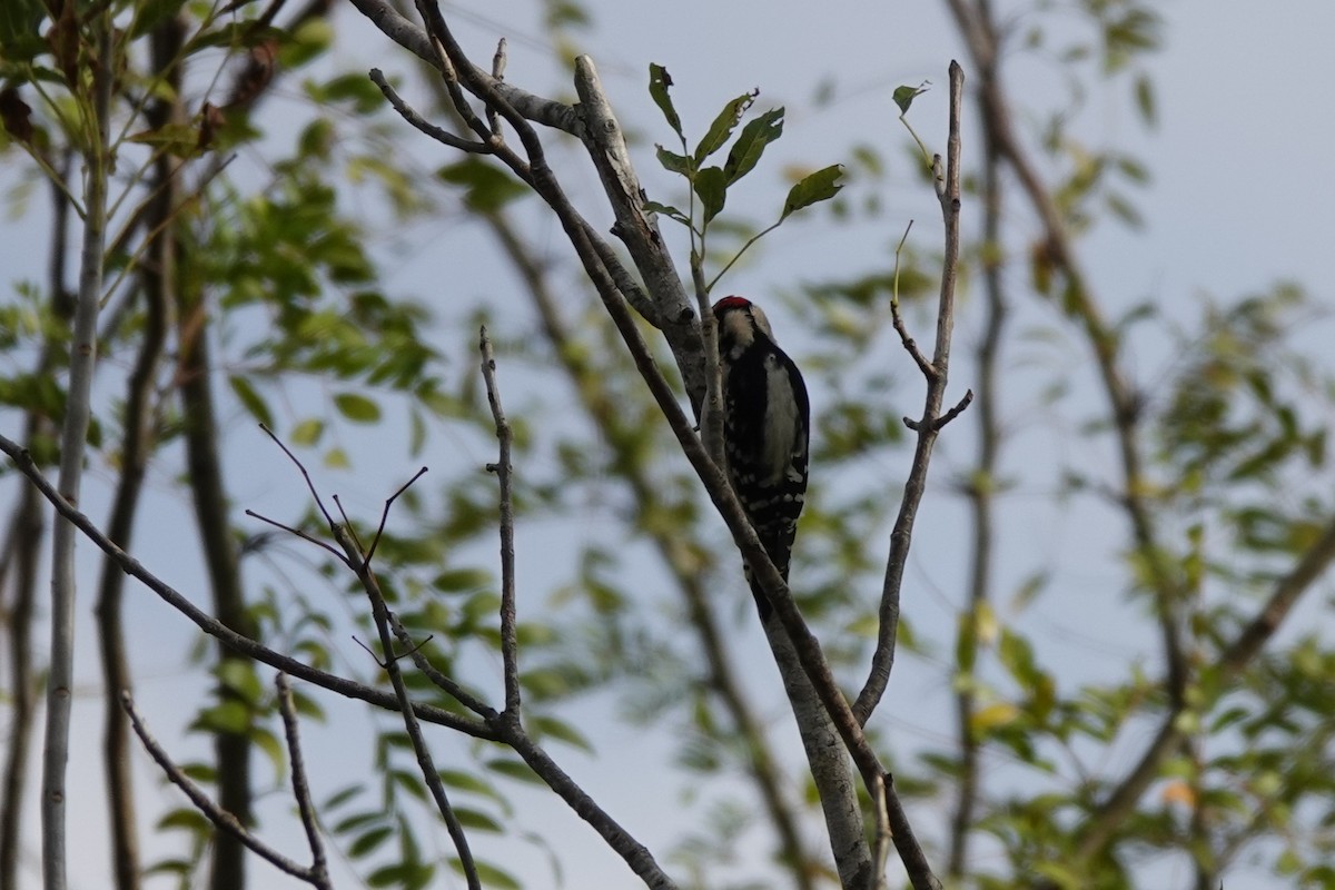 Yumuşak Tüylü Ağaçkakan - ML646656564