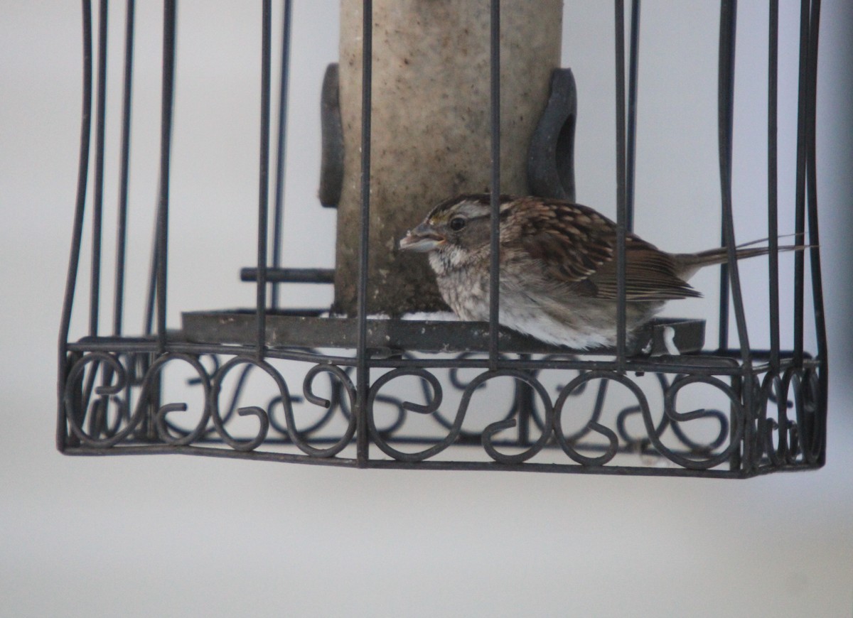 Бруант білогорлий - ML646656565