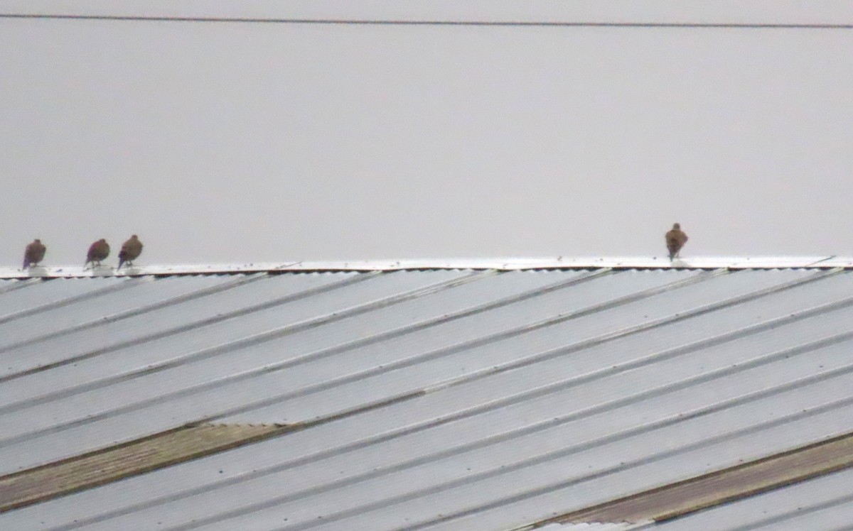 Zenaida Huilota - ML646656566