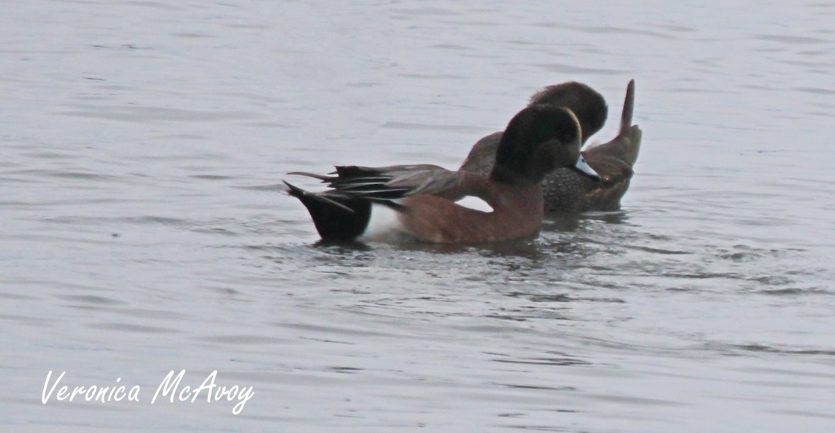 American Wigeon - ML646656567