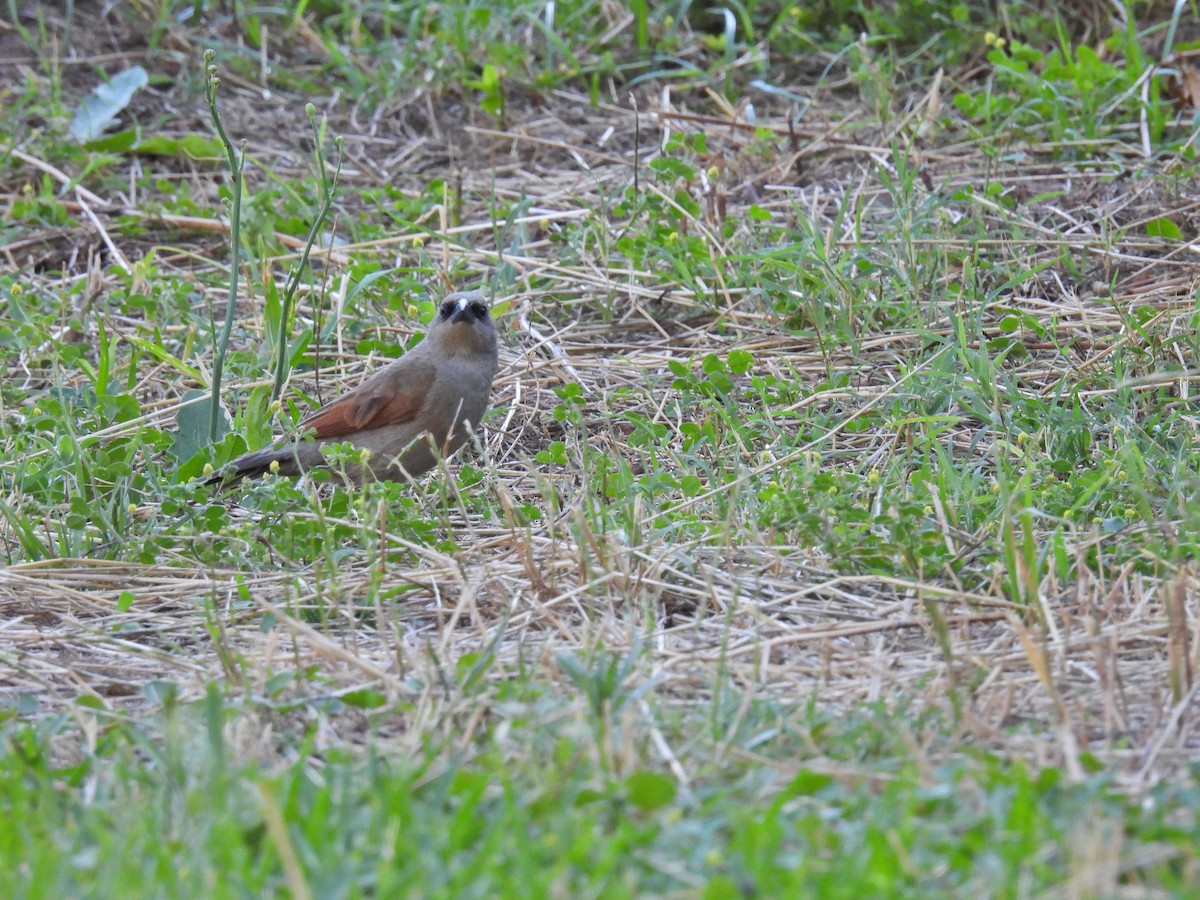 クリバネコウウチョウ - ML646656568