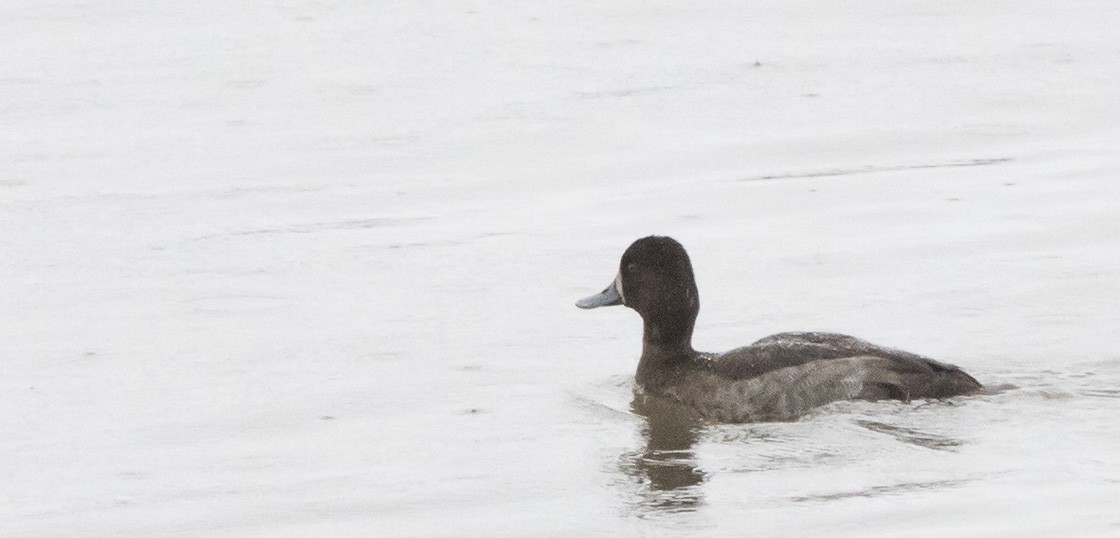 Lesser Scaup - ML646656569