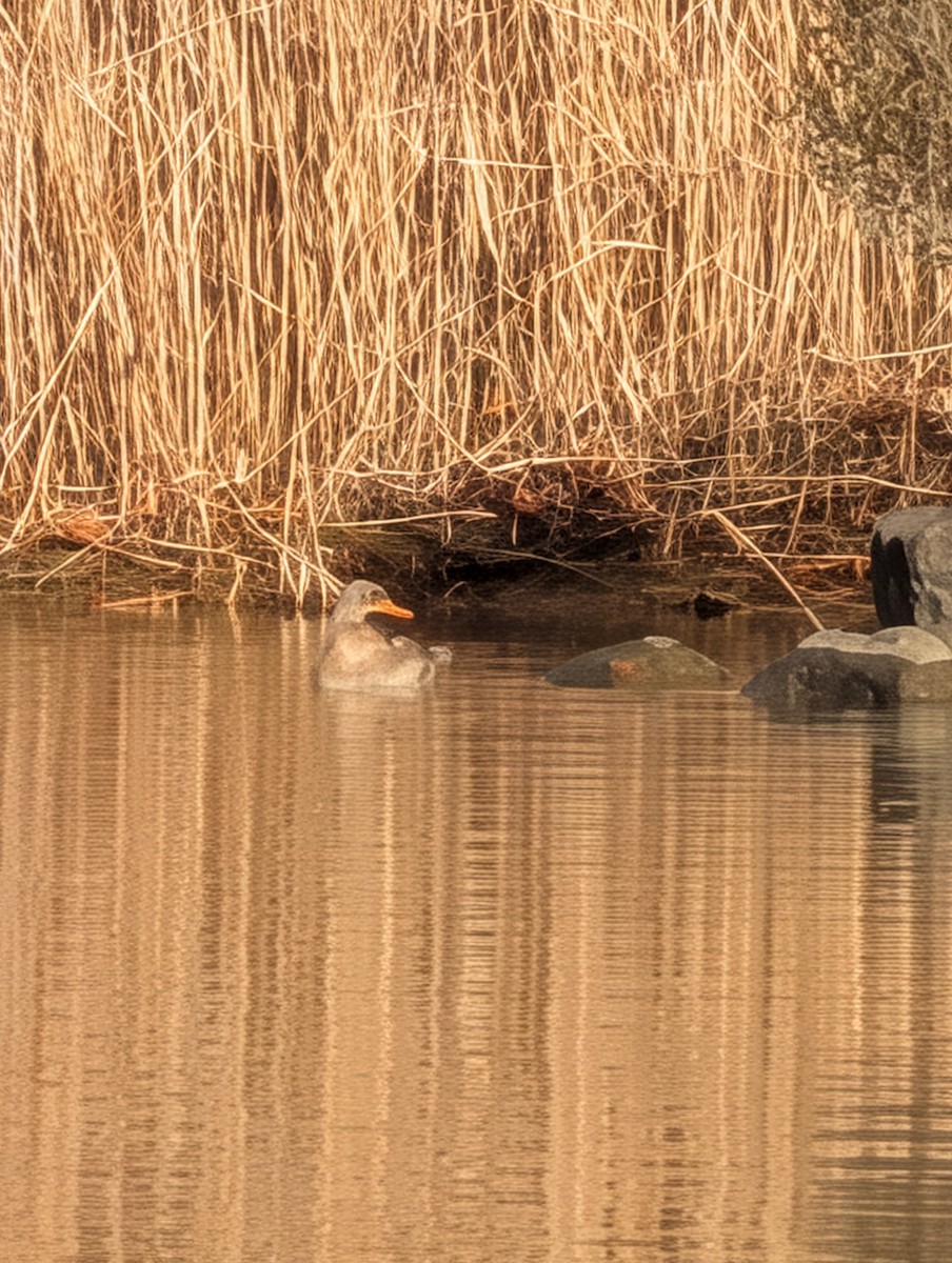 Red-breasted Merganser - ML646656570