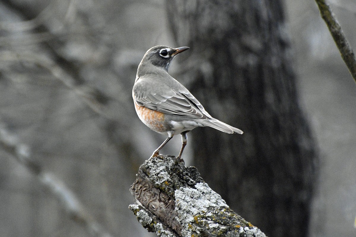 American Robin - ML646656571