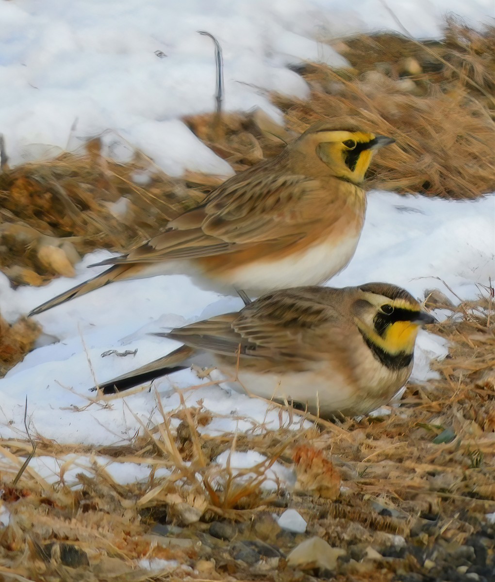 Horned Lark - ML646656572